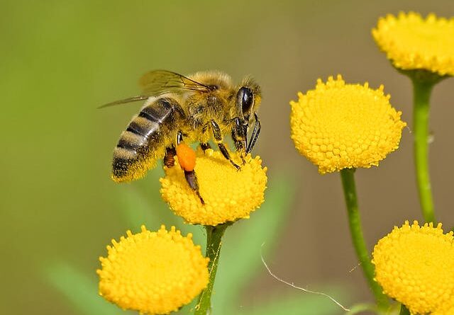 Пчелни фуражи: Подкрепа за трудолюбивите пчели
